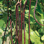 Red Noodle Pole Beans