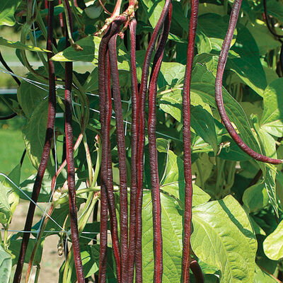 Red Noodle Pole Beans