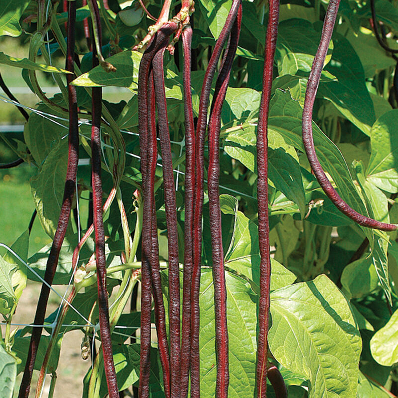 Red Noodle Pole Beans