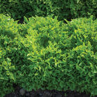 Ezpark One-Cut Lettuce