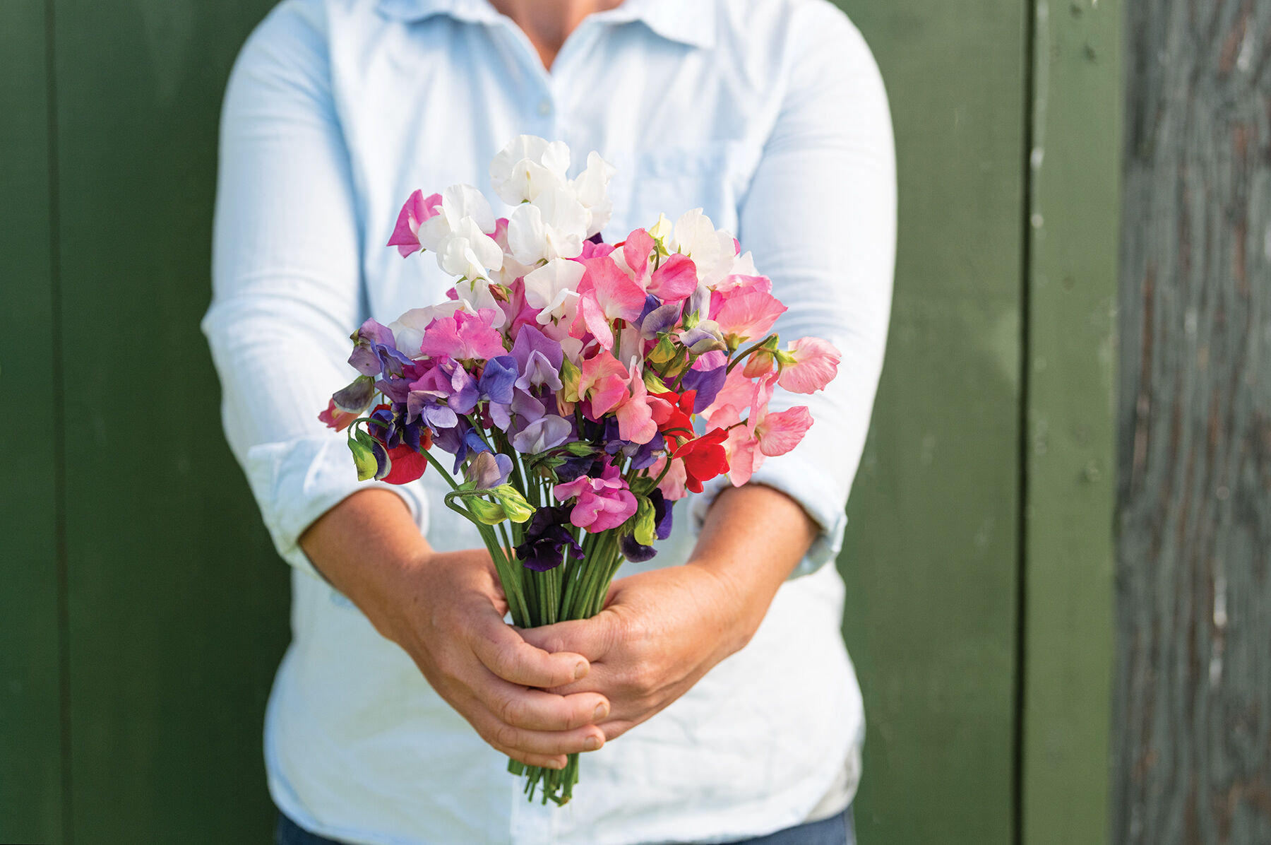 Mammoth Choice Mix Sweet Peas