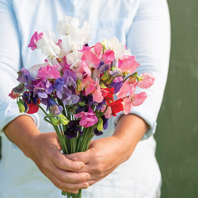 Mammoth Choice Mix Mammoth Choice Mix Sweet Peas