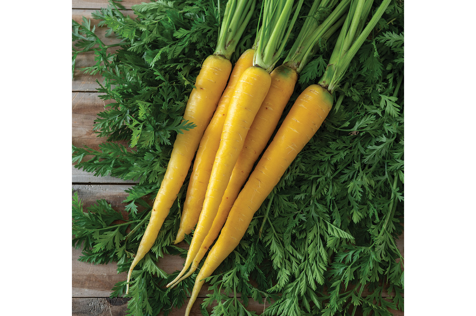 Yellowstone Colored Carrots