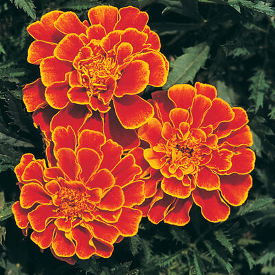 Queen Sophia Queen Sophia Marigold
