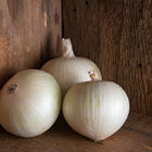 Sierra Blanca Sierra Blanca Full-Size Onions