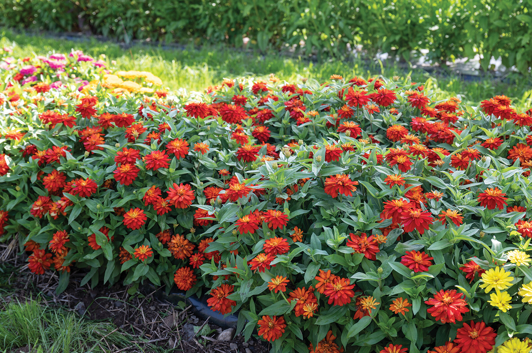 Double Zahara™ Fire - Zinnia Seed | Johnny's Selected Seeds