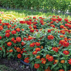 Double Zahara™ Fire Zinnias