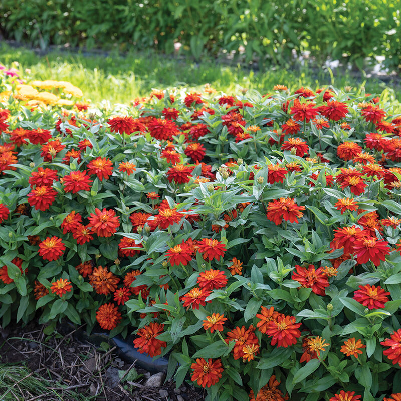 Double Zahara™ Fire Zinnias