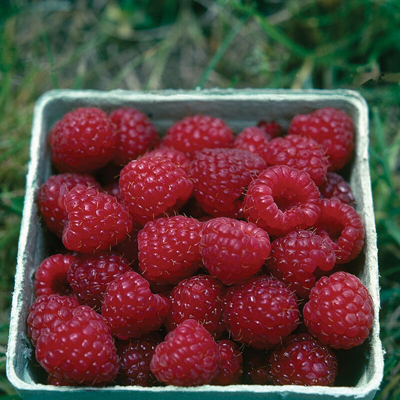 Nova Nova Raspberry