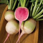 Red Meat Specialty Radishes
