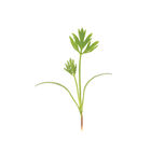 Carrot Microgreen Vegetables