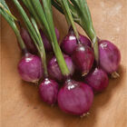 Purplette Mini Onions