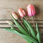 Apricot Impression Tulips