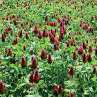 Crimson Clover Clovers