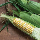 Cadence XR Sweet Corn