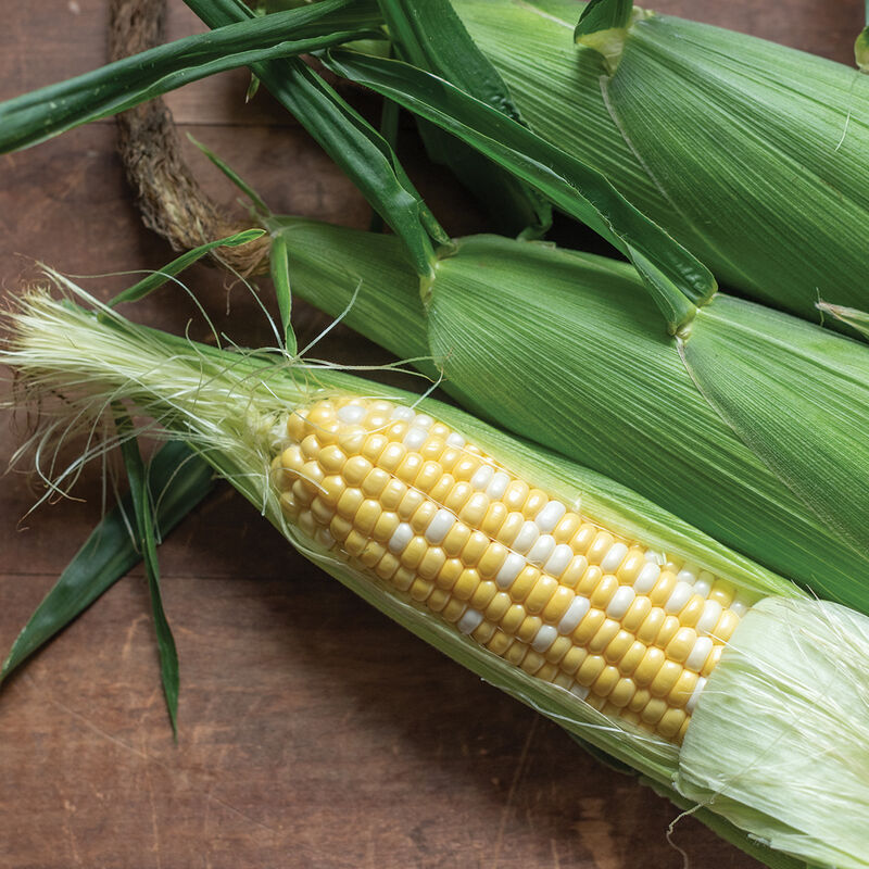 Cadence XR Sweet Corn