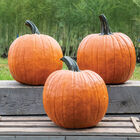 The Boss Jack-o-Lanterns