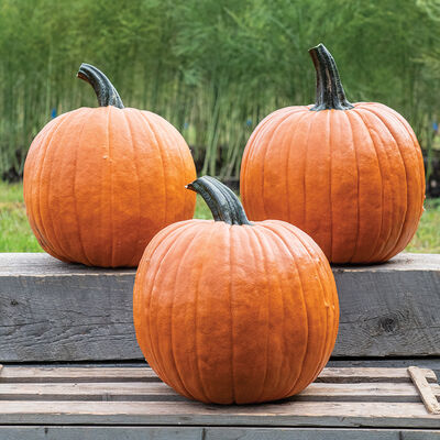The Boss Jack-o-Lanterns