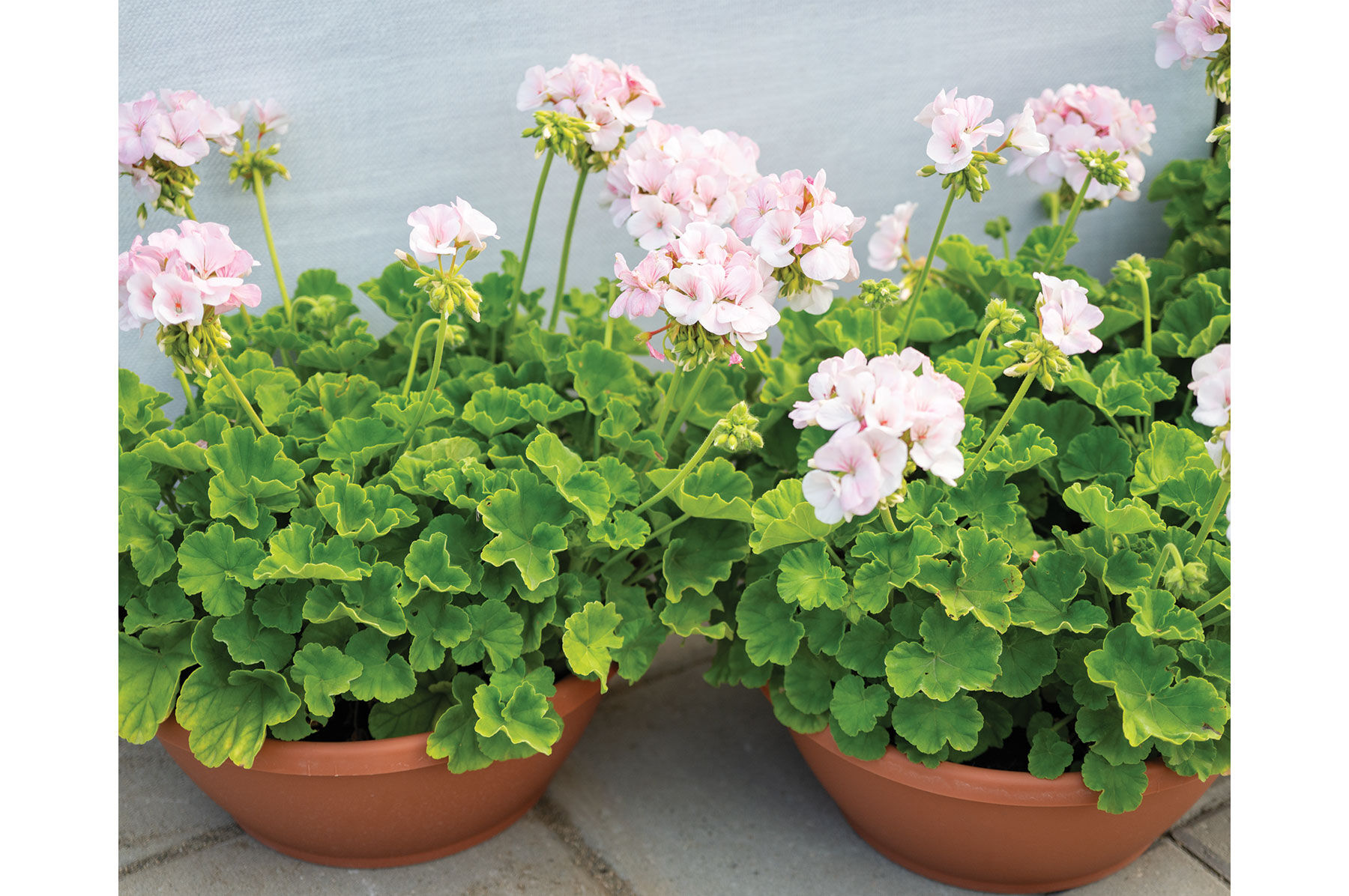 Maverick&trade; Appleblossom Geranium (Pelargonium)
