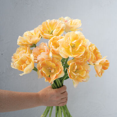 Charming Beauty Tulips