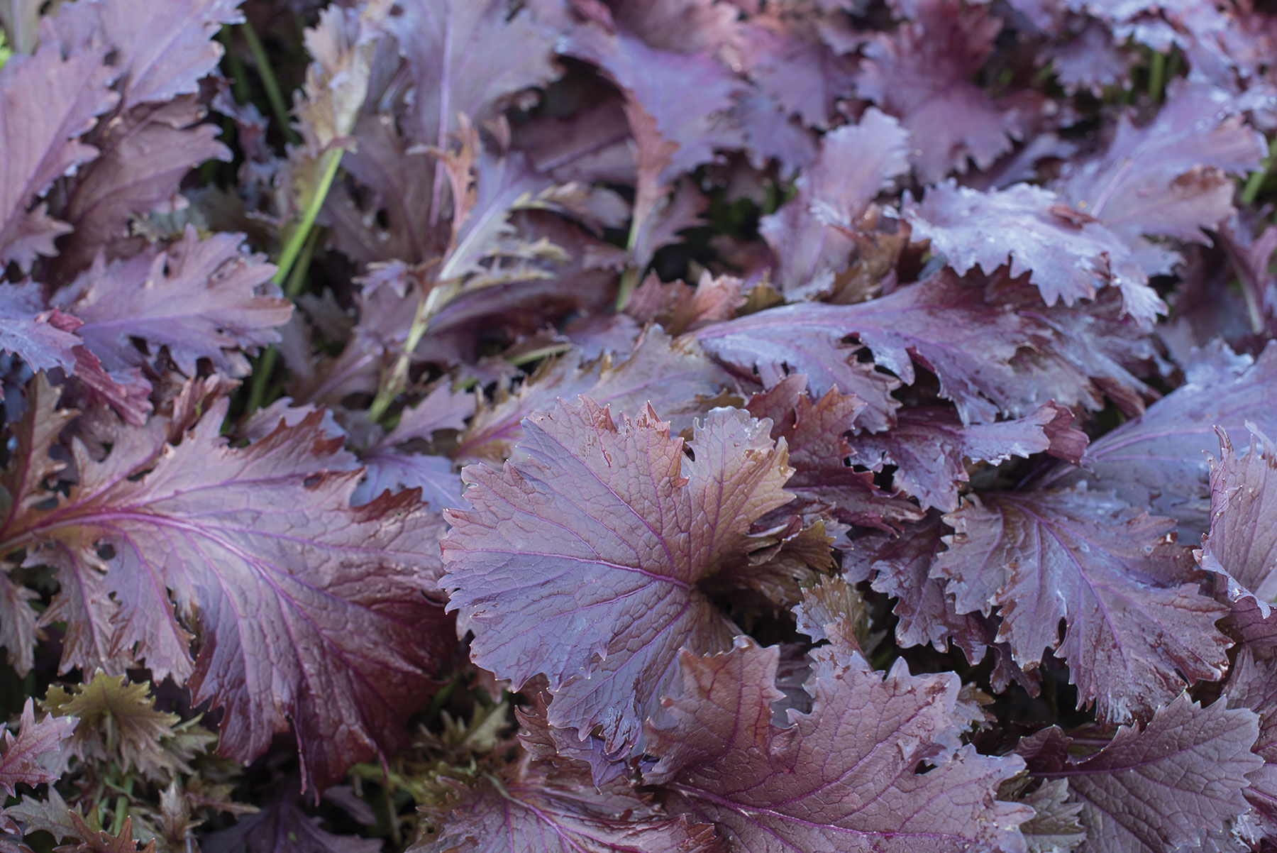 Miz America Mustard Greens