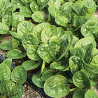 Tarsier Savoyed-Leaf Spinach