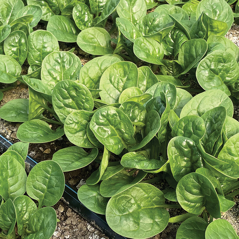 Tarsier Savoyed-Leaf Spinach