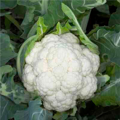 Denali Standard Cauliflower