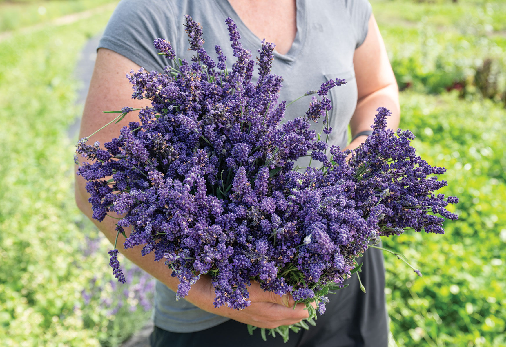 Ellagance Purple Lavender