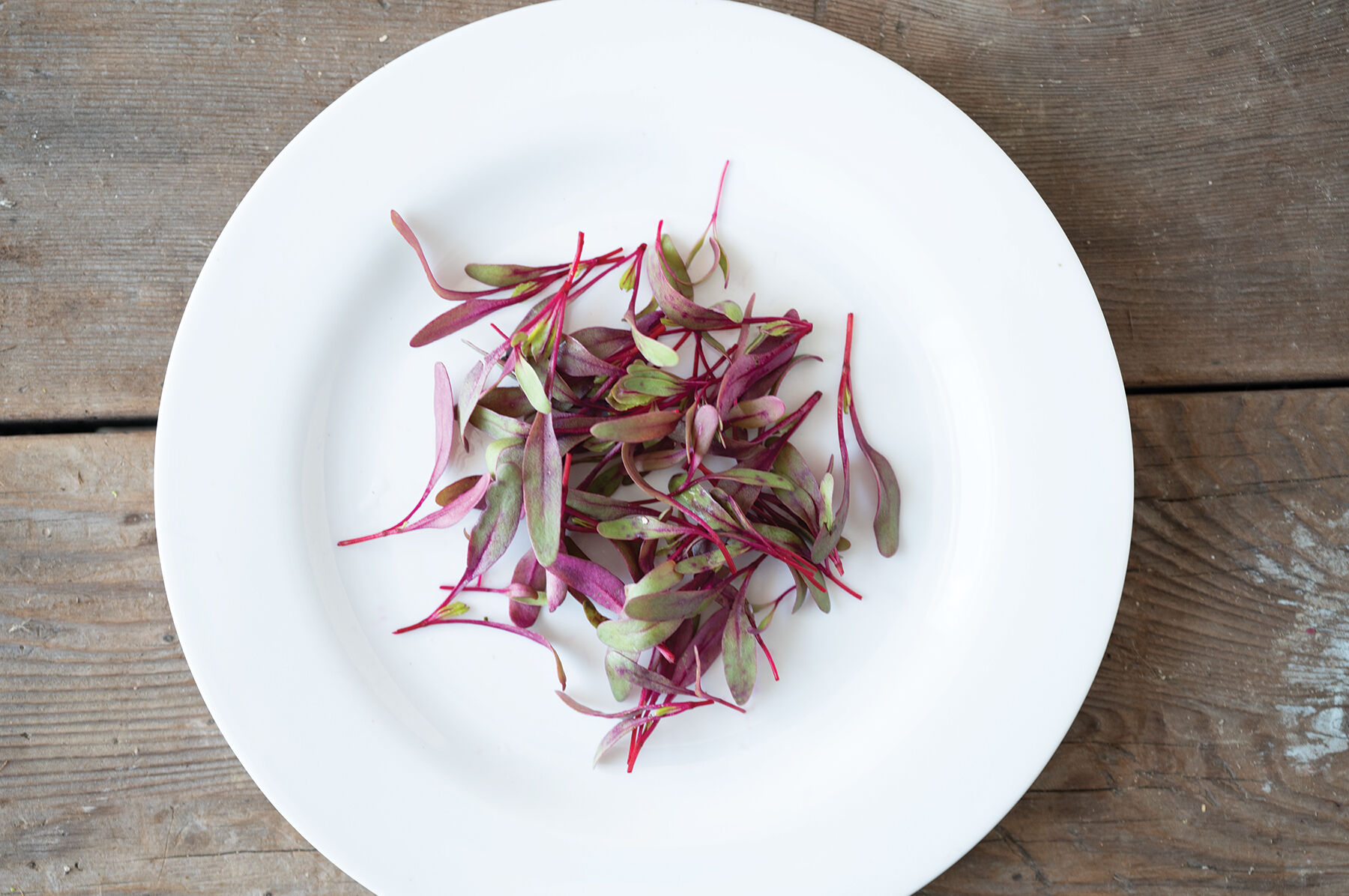 Beet, Red Leaf - Organic Microgreen Seed | Johnny's Selected Seeds