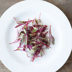 Beet, Bull's Blood Microgreen Vegetables
