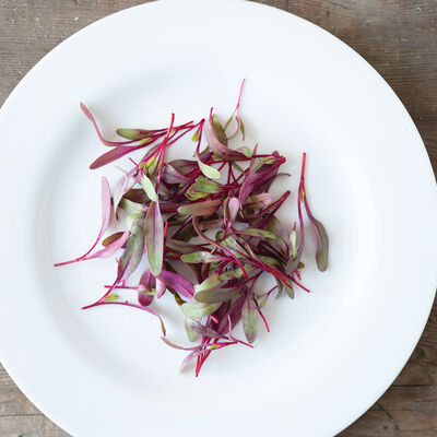 Beet, Bull's Blood Microgreen Vegetables