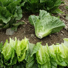 Chalupa Romaine Lettuce (Cos)