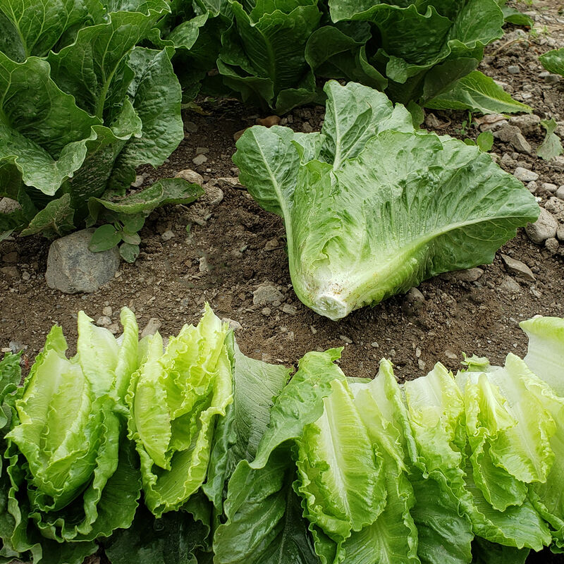 Chalupa Romaine Lettuce (Cos)