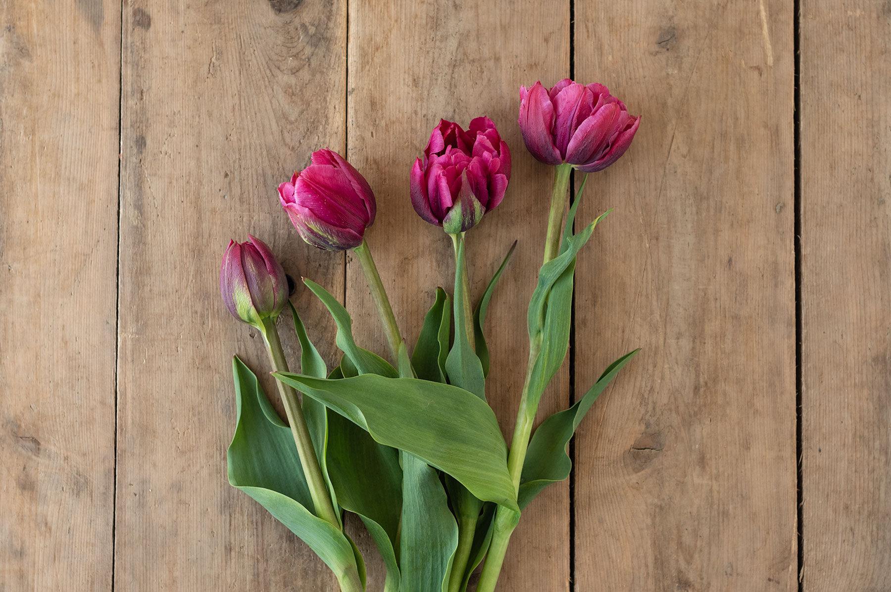 Margarita Tulips