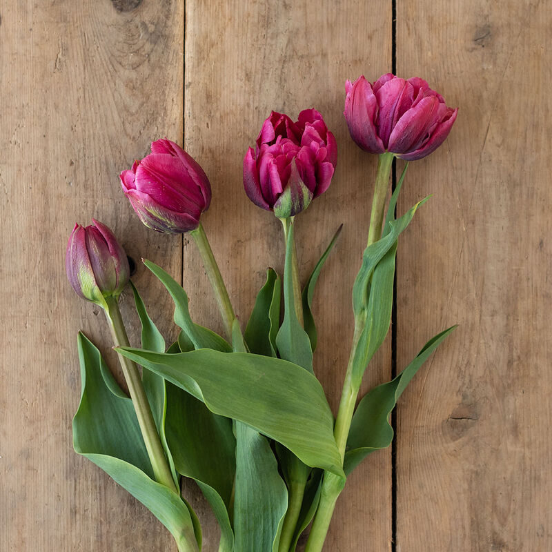 Margarita Tulips