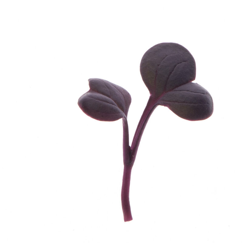 Radish, Red Rambo Microgreen Vegetables