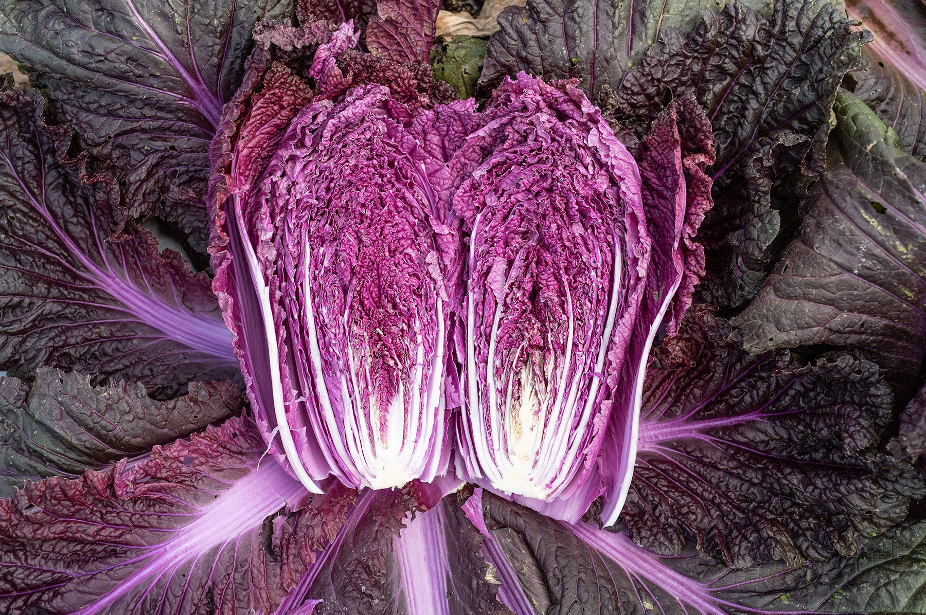 Merlot Chinese Cabbage
