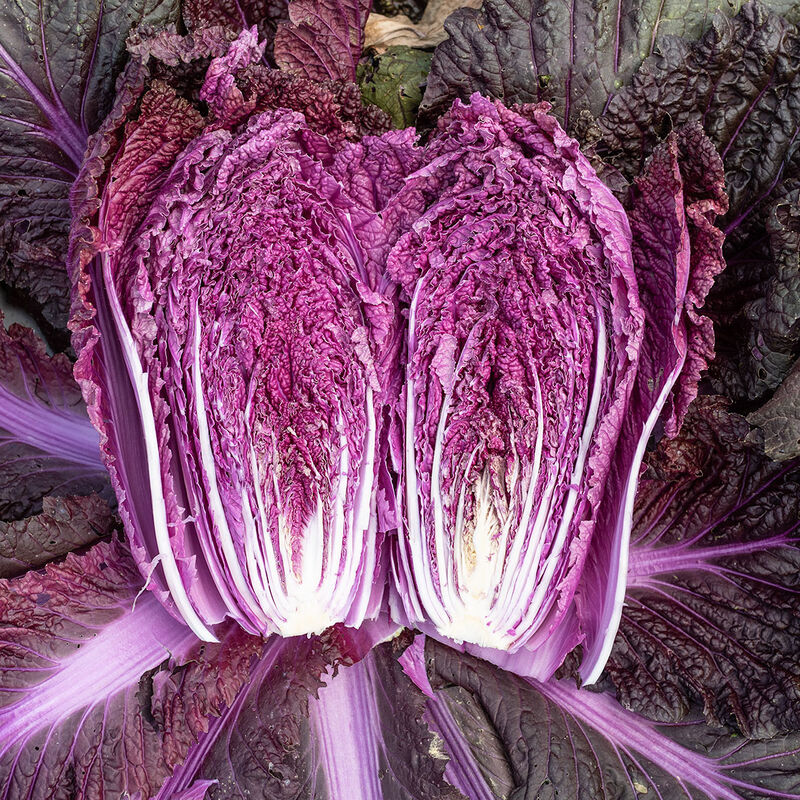 Merlot Merlot Chinese Cabbage