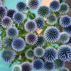 Ritro Echinops (Globe Thistle)