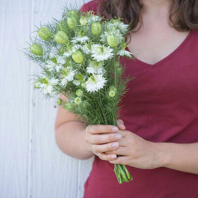 Albion Green Pod Nigella