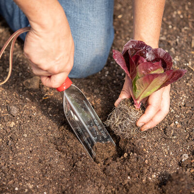 Trowel – Transplant Trowels and Diggers