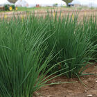 Dolores Standard Chives