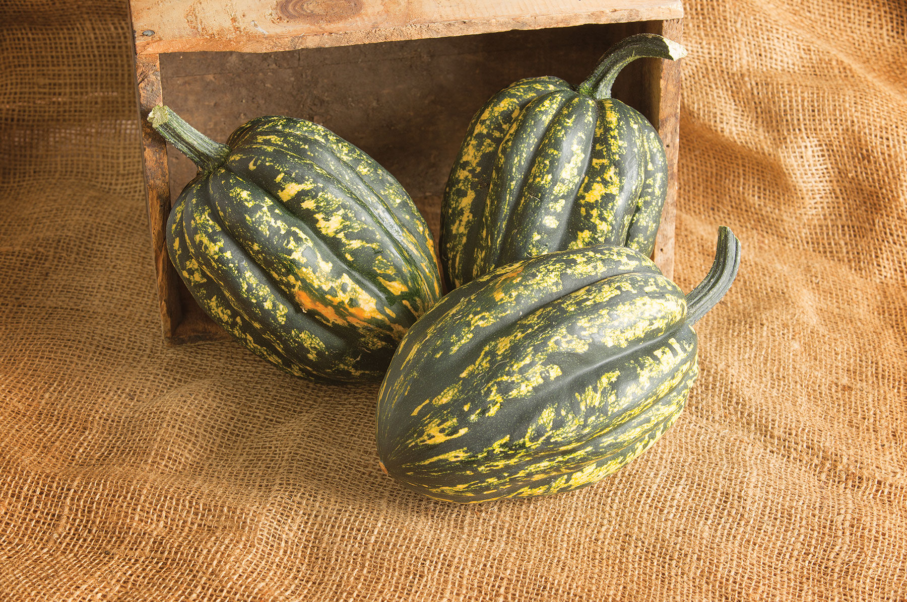 Starry Night PMR - Organic (F1) Acorn Squash Seed | Johnny's