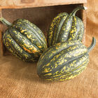 Starry Night PMR Winter Squash