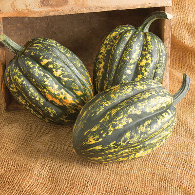 Starry Night PMR Winter Squash