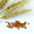 Spring Wheat (Lang-MN) Wheat