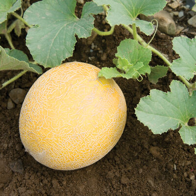 Arava Galia Melons (Tropical)