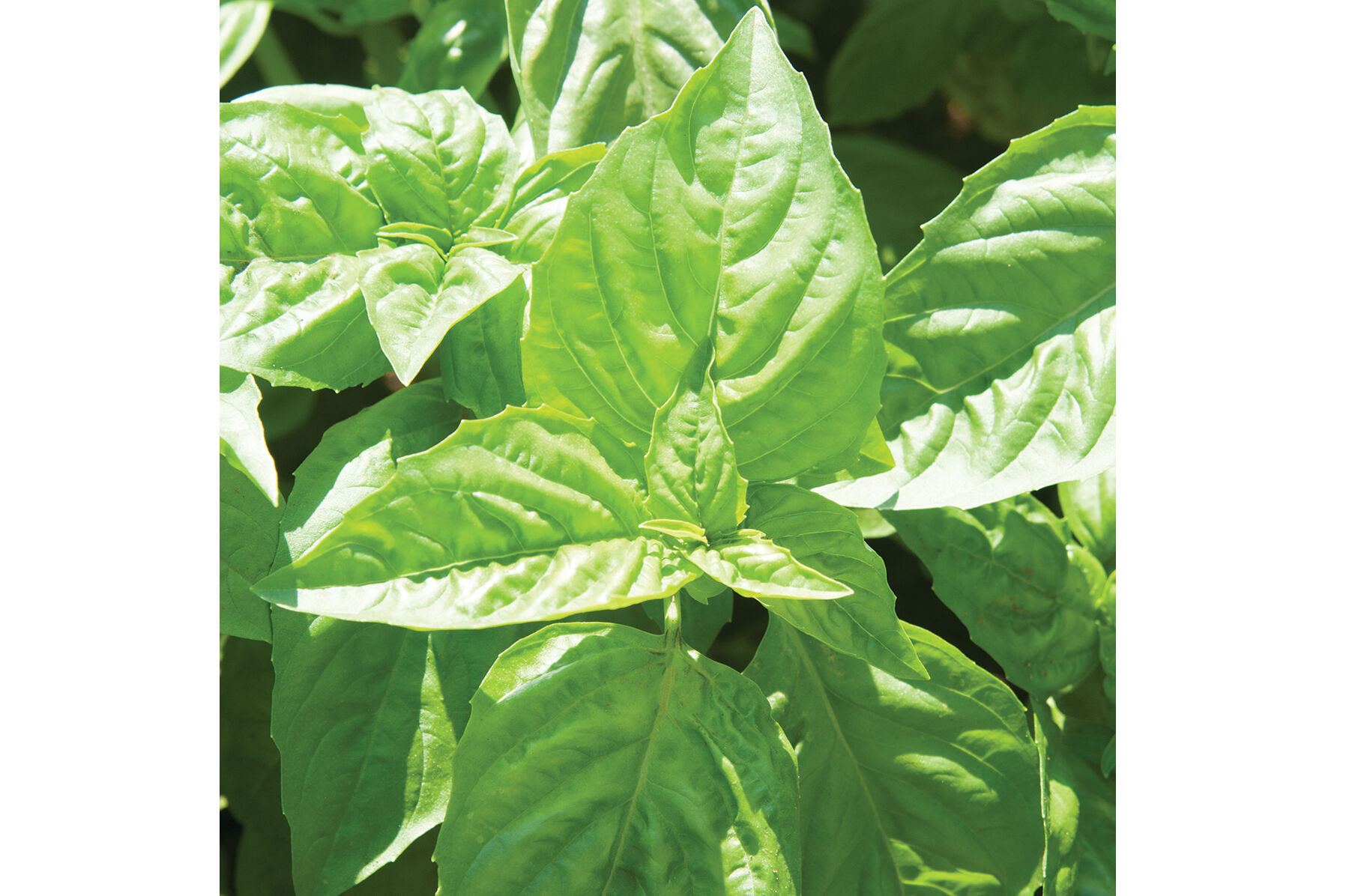 Nufar Italian Large Leaf Basil