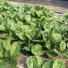 Tarsier Savoyed-Leaf Spinach